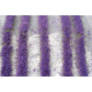 画像1: ミニネイチャー[792-22m]マイクロパック　ラベンダーの花畑 (1)
