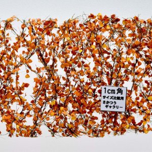 画像1: ミニネイチャー[910-34]白樺の枝葉(1:45+)-深まる秋 (1)
