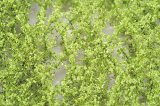 ミニネイチャー[920-11]ブナの枝葉(N)‐萌える春