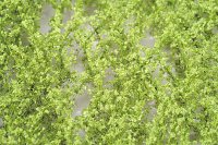 ミニネイチャー[920-11]ブナの枝葉(N)‐萌える春