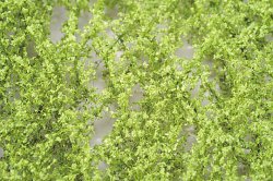画像1: ミニネイチャー[920-11]ブナの枝葉(N)‐萌える春