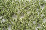 ミニネイチャー[920-12]ブナの枝葉(N)‐夏の盛り