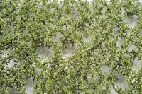 ミニネイチャー[920-12]ブナの枝葉(N)‐夏の盛り