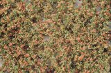 ミニネイチャー[920-13]ブナの枝葉(N)‐秋の訪れ