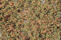 ミニネイチャー[920-13]ブナの枝葉(N)‐秋の訪れ