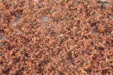 ミニネイチャー[920-14]ブナの枝葉(N)‐冬が来る