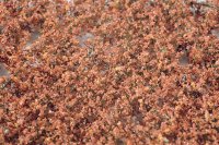 ミニネイチャー[920-14]ブナの枝葉(N)‐冬が来る