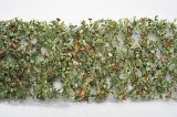 ミニネイチャー[920-33]ブナの枝葉(1:45+)-秋の訪れ