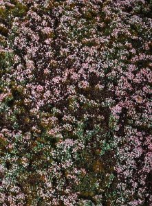 画像2: Model Scene[F630-S]森林ベース ヒース ミニパック(13x17cm) (2)