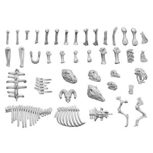 画像4: グリーンスタッフワールド[GSWD-12242]3Dプリントセット - 動物の骨 1:48 (4)