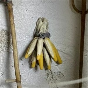 画像3: HDMODELS[HDM35217]1/35 ジオラマアクセサリー トウモロコシの穂(5個入) (3)