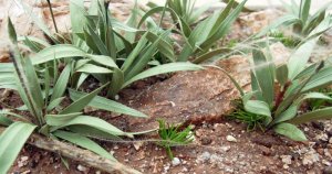 画像10: 彩葉[MS-023]彩葉4点盛り(天然素材) (10)