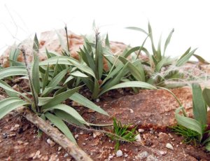 画像9: 彩葉[MS-023]彩葉4点盛り(天然素材) (9)