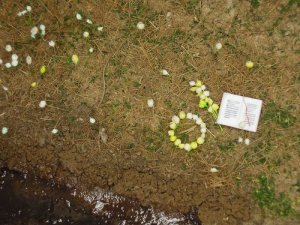 画像2: 彩葉[MS-014] 天然素材のリアルグラス (2)