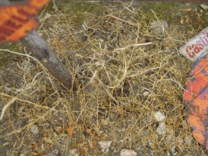 画像12: 彩葉[MS-015] 天然素材の枯れた小木セット (12)