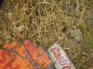 画像10: 彩葉[MS-015] 天然素材の枯れた小木セット (10)