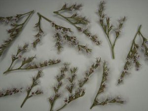 画像3: 彩葉[MS-016] 白い小さな花セット(天然素材)（2） (3)