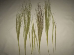 画像5: 彩葉[MS-017] 穂の出た植物セット(2) (5)