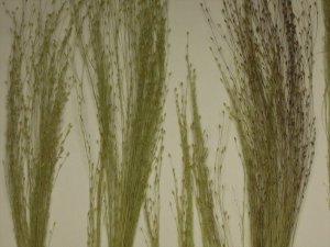 画像9: 彩葉[MS-017] 穂の出た植物セット(2) (9)