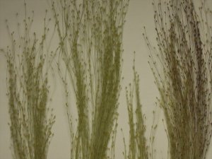 画像8: 彩葉[MS-017] 穂の出た植物セット(2) (8)