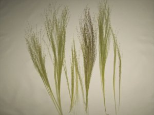 画像6: 彩葉[MS-017] 穂の出た植物セット(2) (6)