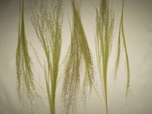 画像7: 彩葉[MS-017] 穂の出た植物セット(2) (7)