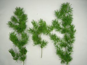 画像9: 彩葉[MS-019V]雑草の茂み増量セット(天然素材) (9)