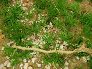 画像16: 彩葉[MS-019V]雑草の茂み増量セット(天然素材) (16)