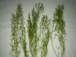 画像17: 彩葉[MS-020]小さな葉の付いた枝セット(天然素材) (17)