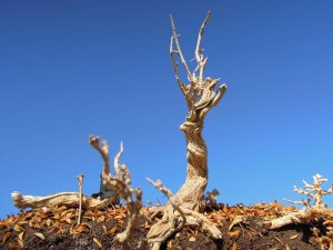 画像11: 彩葉[MS-021]古木の幹(天然素材) (11)