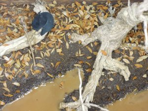 画像14: 彩葉[MS-021]古木の幹(天然素材) (14)