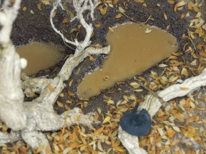 画像16: 彩葉[MS-021]古木の幹(天然素材) (16)