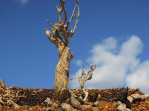 画像6: 彩葉[MS-021]古木の幹(天然素材) (6)