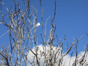 画像10: 彩葉[MS-022]若木の幹(天然素材) (10)