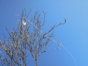 画像14: 彩葉[MS-022]若木の幹(天然素材) (14)