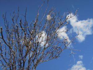 画像5: 彩葉[MS-022]若木の幹(天然素材) (5)