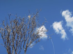 画像6: 彩葉[MS-022]若木の幹(天然素材) (6)