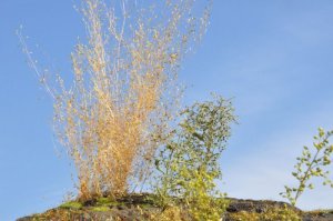 画像3: 彩葉[MS-025] 穂の出た植物セット(3) (3)