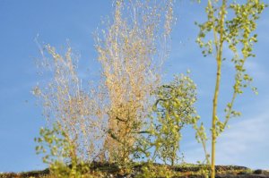 画像6: 彩葉[MS-025] 穂の出た植物セット(3) (6)