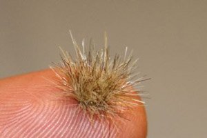 画像2: JOEFIX[JF143]明るい秋の草の束 (2)