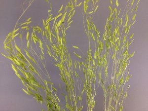 画像4: JOEFIX[JF191-8]ジオラマ素材 小さな緑色系の小枝4 (4)