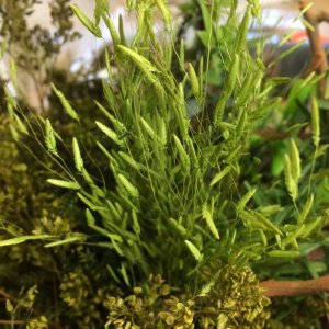 画像3: JOEFIX[JF191-8]ジオラマ素材 小さな緑色系の小枝4 (3)