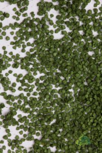 画像2: MBR[50-6001]パウダー系素材　白樺の葉（深緑） (2)