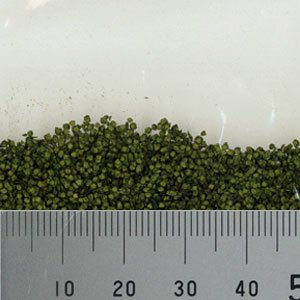 画像3: MBR[50-6001]パウダー系素材　白樺の葉（深緑） (3)