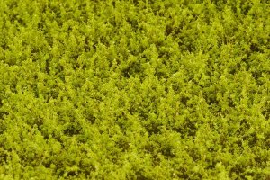 画像2: マルティン・ウエルベルク[WB-LWLG]雑草 ライトグリーン 全高12mm (2)