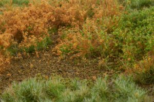 画像4: マルティン・ウエルベルク[WB-M008]マットタイプ(牧草地) 全高2mm~4.5mm 初秋 パウダー付き 21cmx30cm (4)