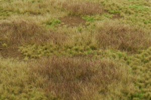 画像3: マルティン・ウエルベルク[WB-M031]マットタイプ(原野) 全高2mm~6mm 初冬  21cmx30cm (3)