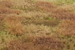 画像3: マルティン・ウエルベルク[WB-M034]マットタイプ(原野) 全高2mm~6mm 冬 パウダー付き  21cmx30cm (3)