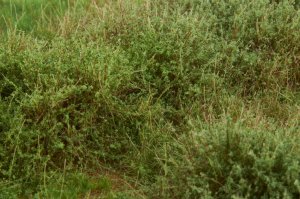 画像4: マルティン・ウエルベルク[WB-M042]マットタイプ(ヤブ) 全高2mm~30mm 夏 パウダー付き  21cmx30cm (4)