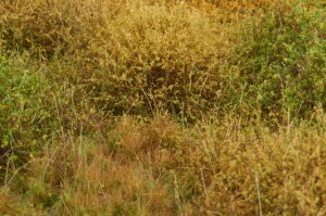 画像4: マルティン・ウエルベルク[WB-M044]マットタイプ(ヤブ) 全高2mm~30mm 初秋 パウダー付き  21cmx30cm (4)